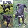 ELYRA -temperamentvoller Wirbelwind-