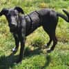 ELYRA -temperamentvoller Wirbelwind-
