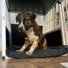 🐾 Kleines Herz sucht großes Glück: Darf