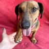 Duke-Kleiner Kuscheljunge auf der Suche