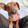 Duke-Kleiner Kuscheljunge auf der Suche