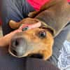 Duke-Kleiner Kuscheljunge auf der Suche