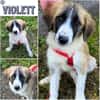VIOLETT -rundum tolles Hundekind-