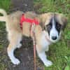 VIOLETT -rundum tolles Hundekind-