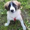 VIOLETT -rundum tolles Hundekind-