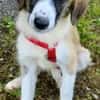 VIOLETT -rundum tolles Hundekind-