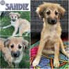SANDIE -rundum tolles Hundekind-