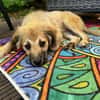 SANDIE -rundum tolles Hundekind-
