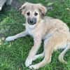 SANDIE -rundum tolles Hundekind-