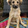 SANDIE -rundum tolles Hundekind-