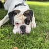 Taro - ein Sonnenschein Boxer wartet