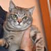 Verspielter Rubino sucht sein Zuhause
