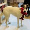 Peppi sucht ein neues Zuhause