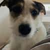 Peppi sucht ein neues Zuhause