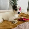 Peppi sucht ein neues Zuhause