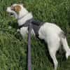 Peppi sucht ein neues Zuhause
