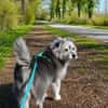 Buddy hat sein Zuhause verloren