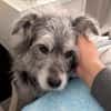 Buddy hat sein Zuhause verloren