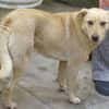 BELI sucht Familienanschluss