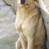 BELI sucht Familienanschluss