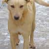 BELI sucht Familienanschluss