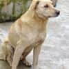 BELI sucht Familienanschluss