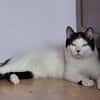 Algoz  verschmuster Kater sucht Zuhause