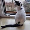 Algoz  verschmuster Kater sucht Zuhause
