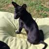 LONJA -Sucht ein ruhiges Zuhause-