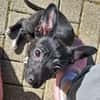 LONJA -Sucht ein ruhiges Zuhause-