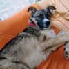 FLOCKI * liebt seine Hundefreunde