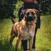 🐾 Aro sucht sein Zuhause 🏡