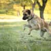 🐾 Aro sucht sein Zuhause 🏡