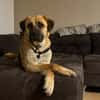 🐾 Aro sucht sein Zuhause 🏡