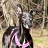 Galga Primavera - lieb, menschenbezogen