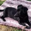 FEBY -sucht ein ruhiges Zuhause-
