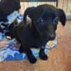 FEBY -sucht ein ruhiges Zuhause-