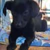 FEBY -sucht ein ruhiges Zuhause-