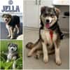 JELLA -rundum tolles Hundekind-
