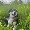 JELLA -rundum tolles Hundekind-