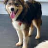 JELLA -rundum tolles Hundekind-