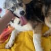JELLA -rundum tolles Hundekind-