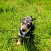 Dackel Pinscher Mix Rocky