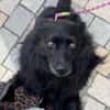 Klein♥Daisy♥ erwartet dich 01640 Coswig