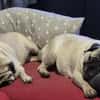 Sofa frei? Mops MARGO hätte Interesse!