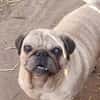 Mops VIKI auf Wohnungssuche