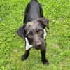 Schmusebacke Tom sucht ein Zuhause