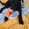 Schmusebacke Tom sucht ein Zuhause