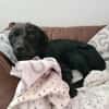 Schmusebacke Tom sucht ein Zuhause