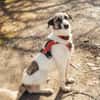 Hündin Luna aus Goch sucht neues Zuhause